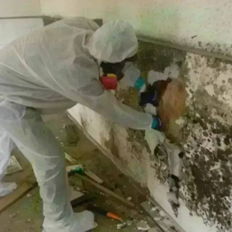 Mold Remediation and Removal in Travilah, MD